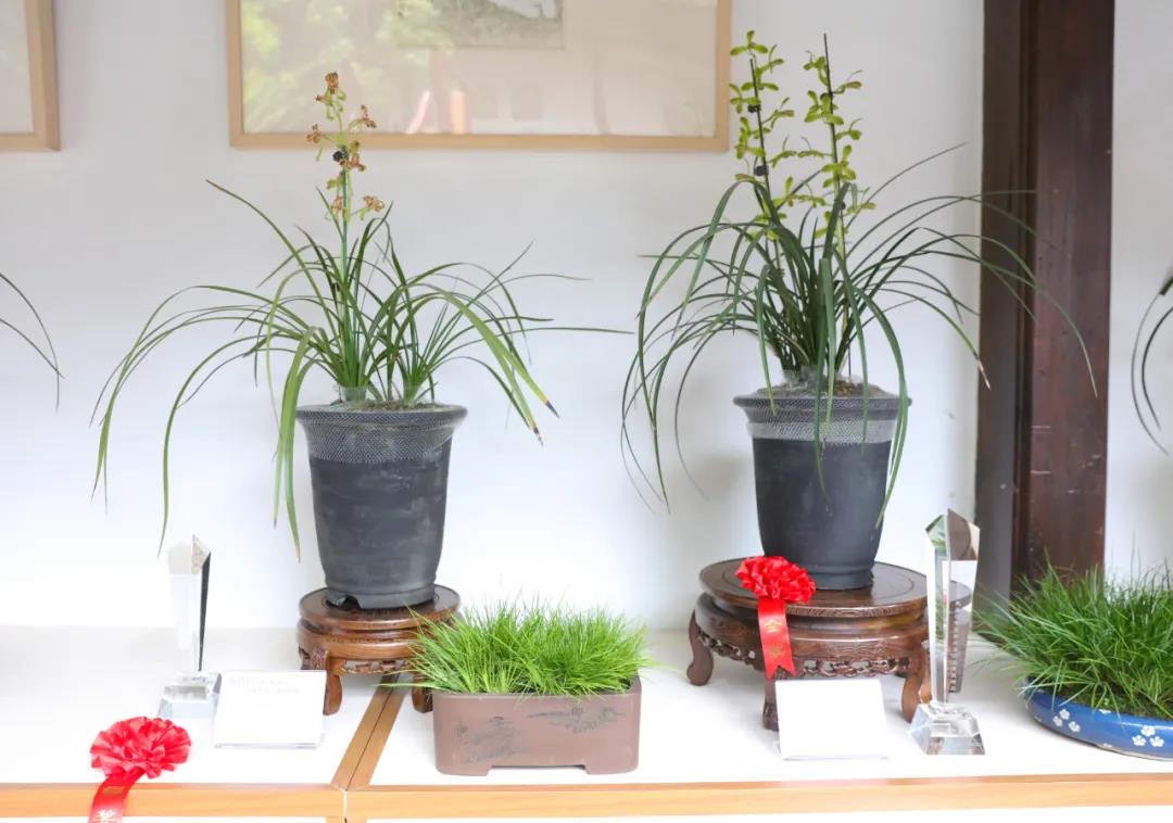 第五屆郭莊蕙蘭精品展開(kāi)幕 人文園林展品再獲金獎(jiǎng)