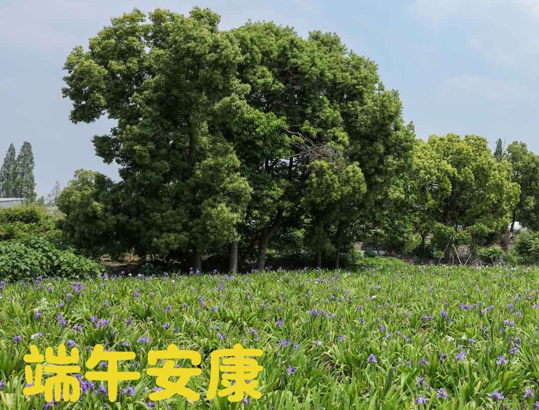 端午|粽夏之時(shí)，祝大家安康順意！