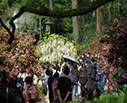 人文花展|「紫藤杜鵑」實(shí)力吸睛，人文園林太子灣春日限定花展圓滿舉辦！
