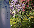 人文花展|太子灣公園紫藤限定展已開(kāi)展，花開(kāi)將燦，精彩不斷！