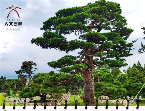 植樹(shù)節(jié)|“植”此青綠，共建美好人居